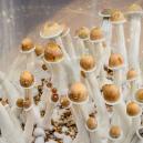 Can You Use Magic Mushrooms To Improve Productivity? 