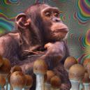 What Is The Stoned Ape Theory And Why Does It Matter?