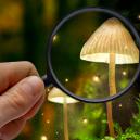 How To Identify Different Species Of Magic Mushrooms 