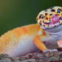 Animals That Love Psychedelics As Much As Humans