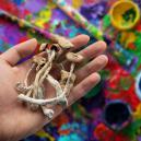 Can Magic Mushrooms Improve Creativity?