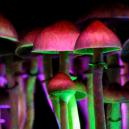 How Does Psilocybin Work? 