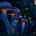 7 Naturally Occurring Psychedelics