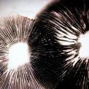 How To Make A Magic Mushroom Spore Print