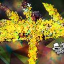 New Species Of Psychedelic Lichen Discovered 