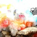 New Research: Tripping on Magic Mushrooms The Key To Happiness