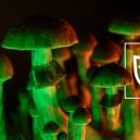 Tips For A Safe Magic Mushroom Trip