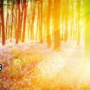 Common Visual Components Of A Psychedelic Experience