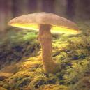 The History Of Magic Mushrooms 
